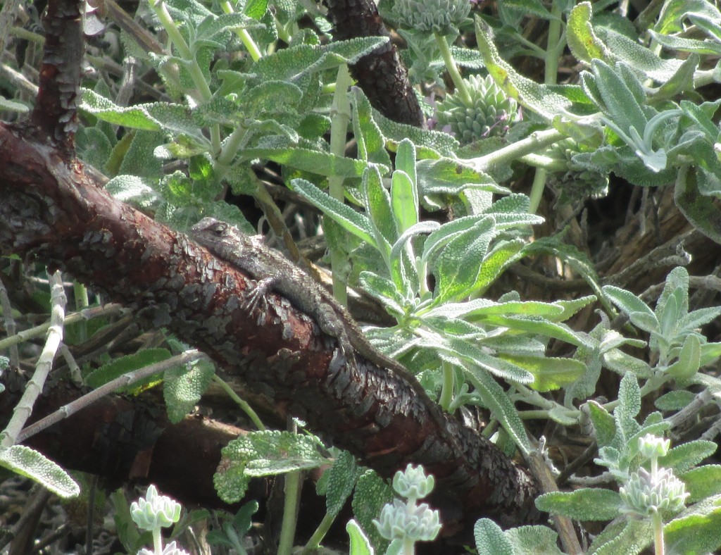 A lizard rests on a branch at Sage Ecological Landscapes Design