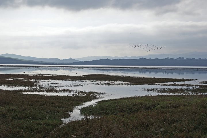 This photograph, courtesy of Ruth Ann Angus, shows the salt marsh during a King Tide. 