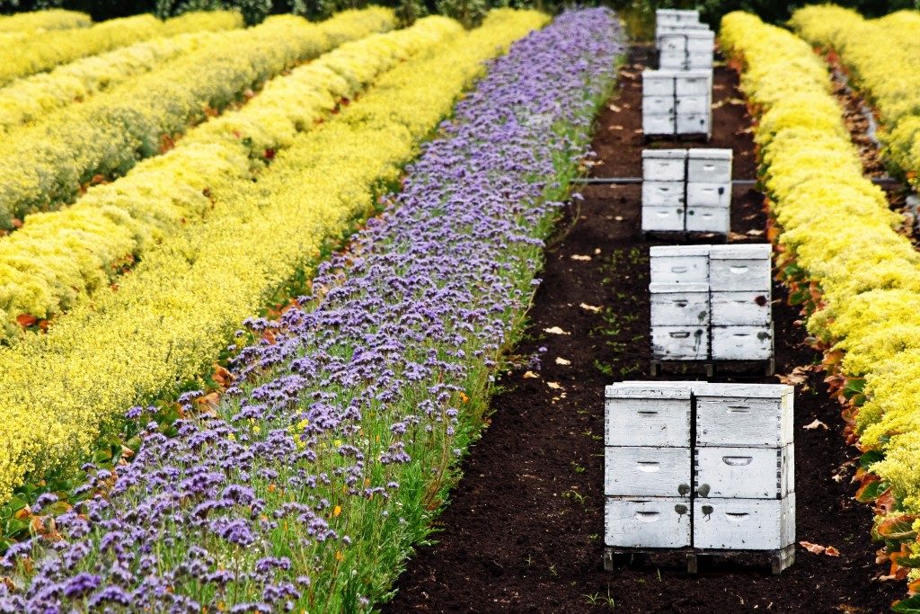Bee Boxes in the Rows by Katrina Kramer