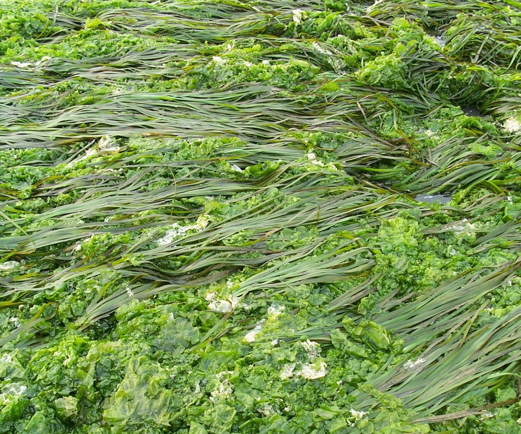 Sea hares can feed on sea lettuce, or Ulva, which grows in Morro Bay.