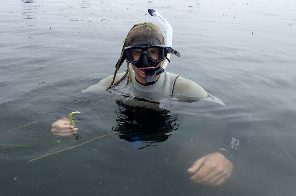 Our field technician Evan was one of the snorkelers, diving down to collect subtidal eelgrass. Dr. Yost is interested in seeing if there is a difference in genetics between subtidal and intertidal eelgrass. 
