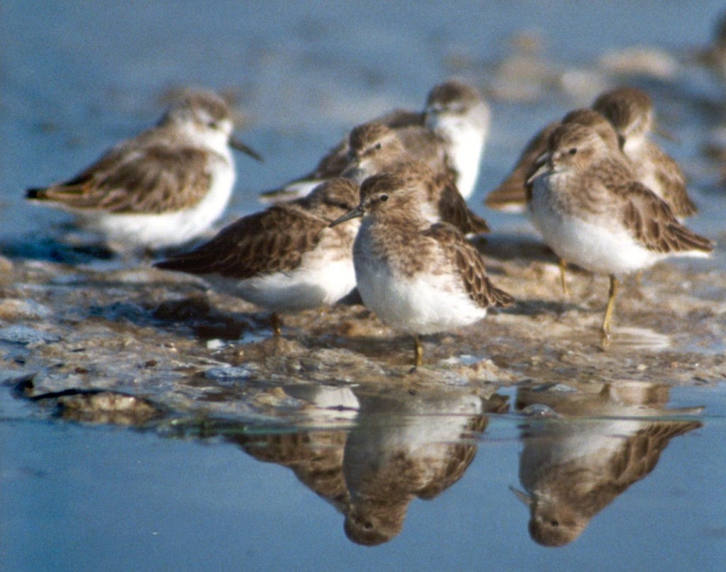 A group of least sandpipers. Photograph courtesy of Ruth Ann Angus.