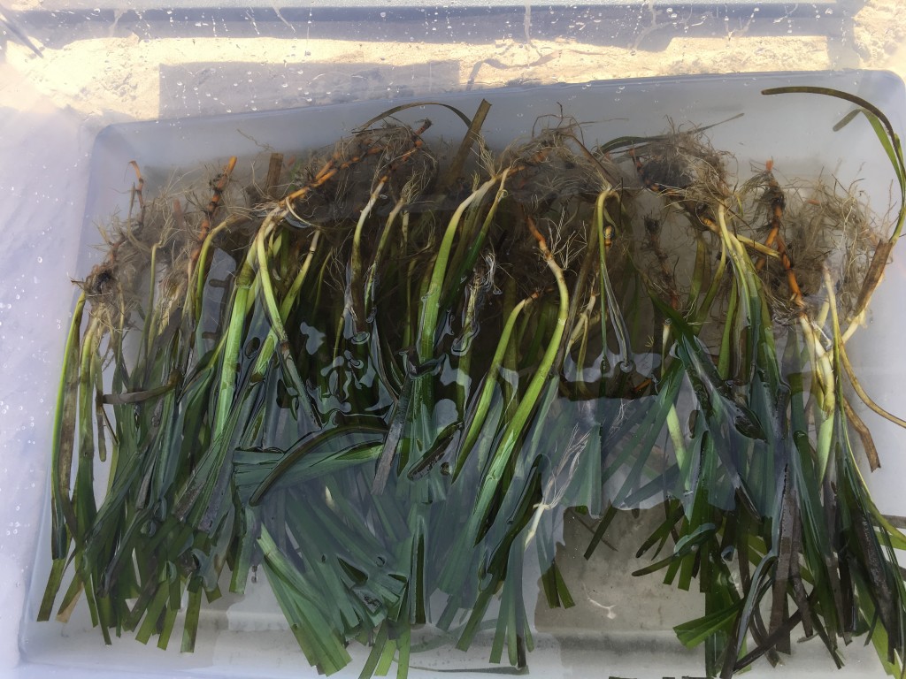 Cleaned, trimmed, and healthy eelgrass shoots ready to be transplanted across the bay.