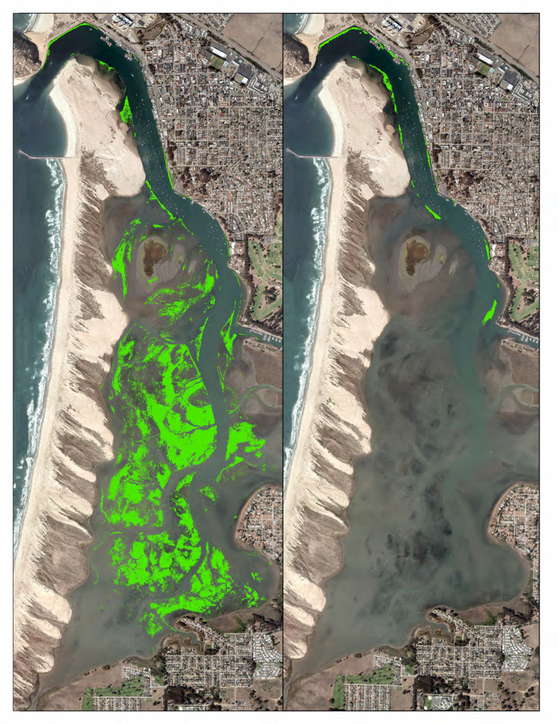 The maps above show the 344 acres of intertidal eelgrass detected in 2007 (left), as compared to the 2015 map where less than 20 acres were detected (right).