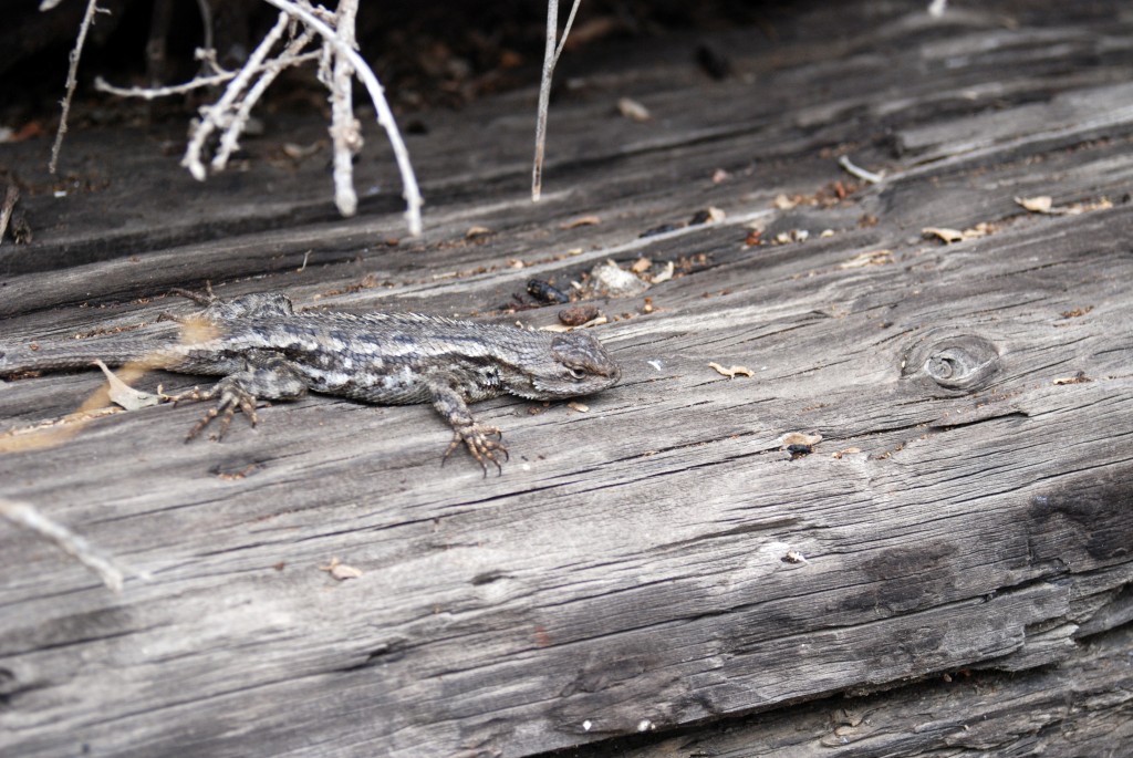 We even saw a Western fence lizard (commonly called a blue belly lizard). See this article from PG&E's Meteorologist, John Lindsey, about how these lizards may eliminate Lyme disease from certain ticks. 