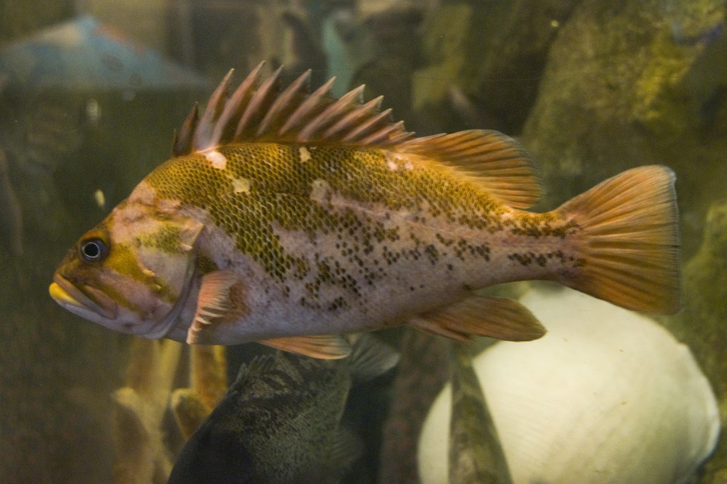 This is an adult copper rockfish. Photograph courtesy of Pat Kight, via Flickr. 