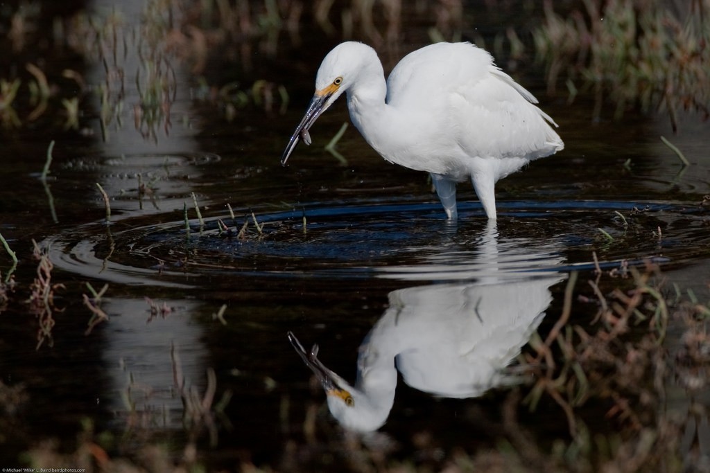 A snowy egret fishes for crab in the salt marsh during high tide. 