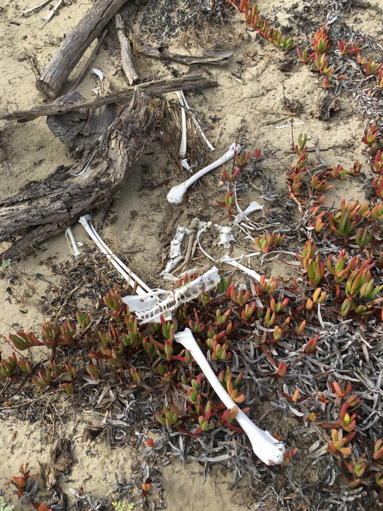 You might find bones, shells, and other natural treasures along your sandspit hike. Please leave them there for the next adventurer to admire.