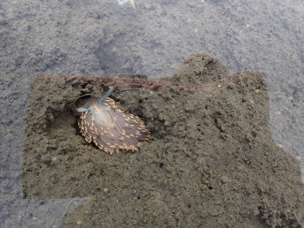 This is an Opalescent nudibranch. We found a number of them out in the midbay.