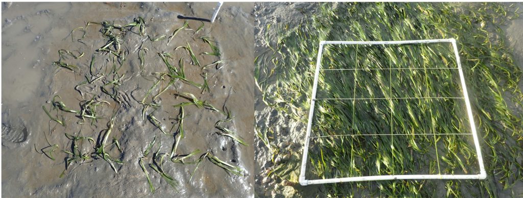 On the left is the eelgrass directly after we planted it. 72 rhizomes with about 100 shoots total. On the right is the plot after ten months with about 950 shoots! 