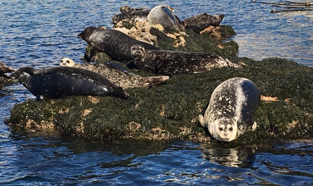 Harbor seals do not have ear flaps, while sea lions do. Harbor seals also have small front flippers, so they move on their bellies instead of propping themselves up as sea lions do.