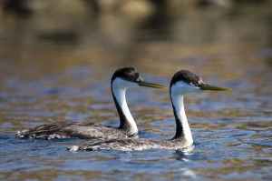 Western Grebe, Morro Bay, CA 5-2-07 - Photo by Mike Baird http://bairdphotos.com Canon 20D 100-400mm IS lens handheld from an outrigger canoe.