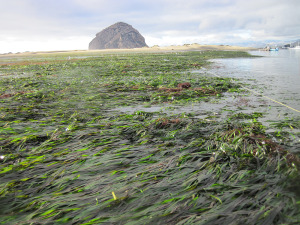 eelgrass _transect
