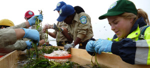 Eelgrass 2013 Cal-Conservation Corps Members