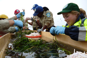 Eelgrass and 2013 Cal Conservation Corps Members