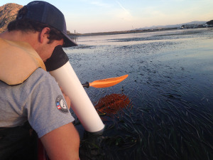 eelgrass_aqua scope