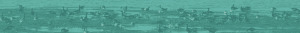 Eelgrass