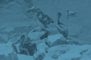 Pelicans in the Morro Bay National Estuary