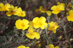 wild-flowers