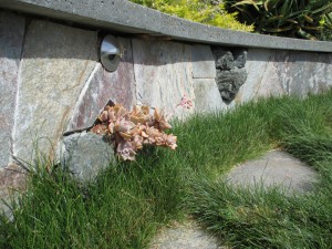 A beautiful area of California Dune Sedge in the display gardens at Sage Ecological Landscapes & Design