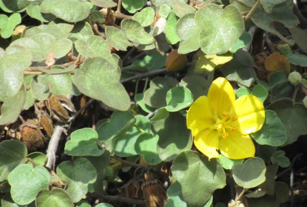 This flannel bush blooms a beautiful yellow and requires no supplemental water