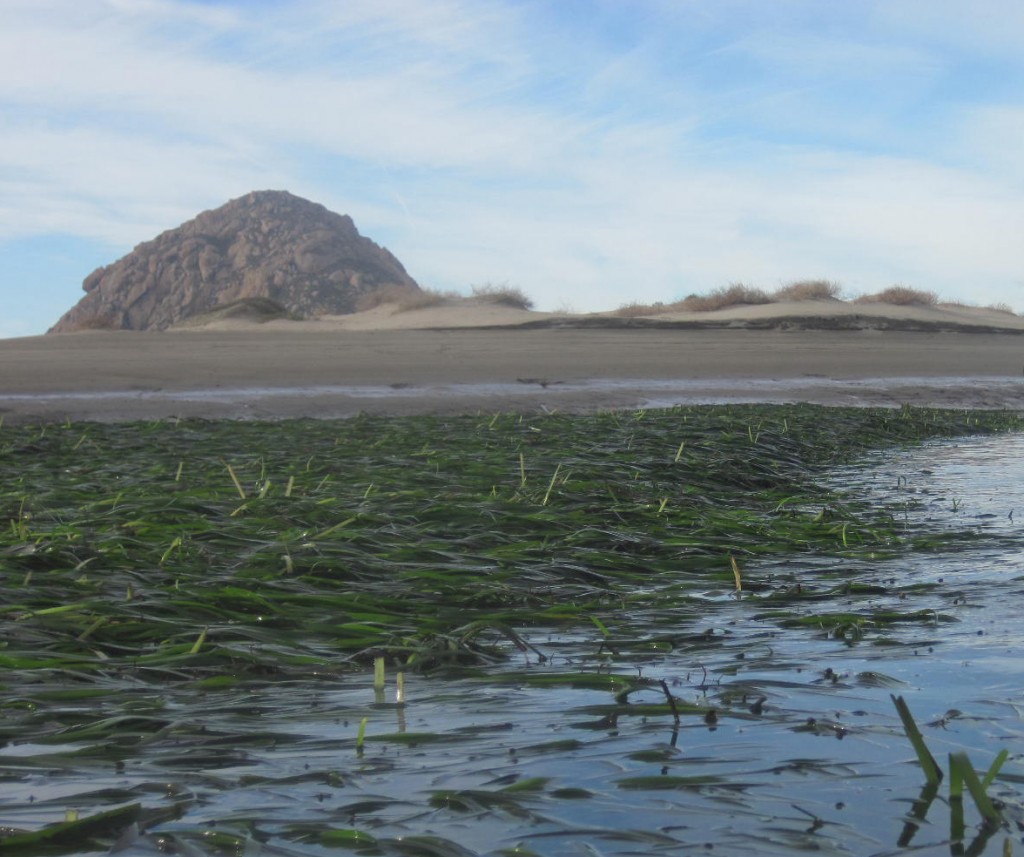 This eelgrass bed grows parallel to the sandspit in the northern part of Morro Bay. Morro Rock stands tall in the background. 