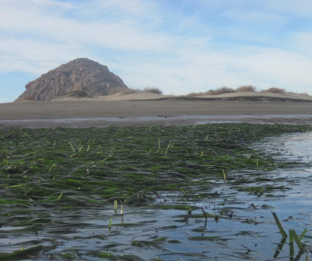 This eelgrass bed grows parallel to the sandspit in the northern part of Morro Bay. Morro Rock stands tall in the background.