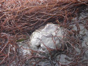 A muddy California sea hare entangled in a mat of red macroalgae.