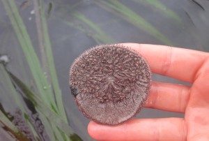 Living sand dollars are common along the edges of eelgrass beds in Morro Bay.