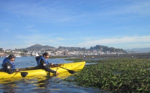 Watershed Stewards Project (WSP) members are checking out an eelgrass bed by the sandspit. WSP members are key in helping us with our monitoring. For more info on the Watershed Stewards Project.