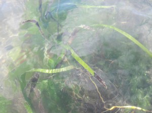 During monthly assessments, we take detailed photos, notes, and measurements at each eelgrass bed. This photo shows round dark lesions on otherwise healthy green blades of eelgrass, representing the presence of wasting disease. Eelgrass wasting disease is caused by a pathogen that is found throughout eelgrass beds in Morro Bay. These beds continue to survive despite the presence of the disease. We will continue to learn more about the behavior of eelgrass wasting disease with each monitoring session.