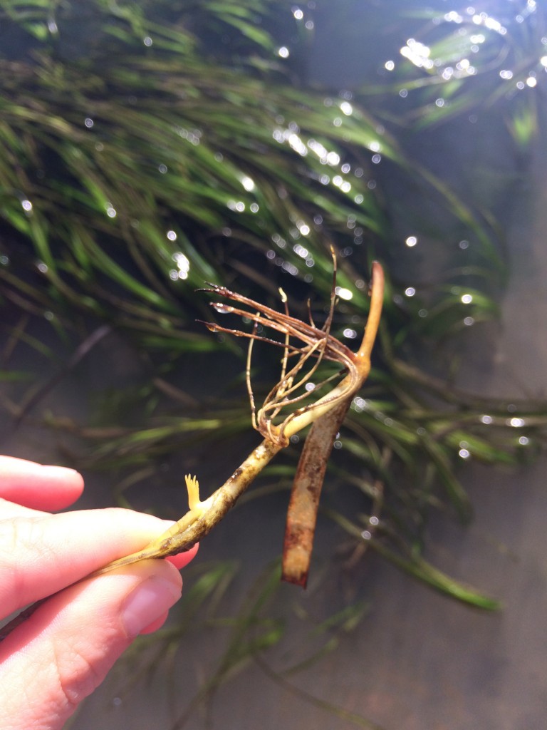 Here you can see the roots of eelgrass. Eelgrass expands both by seed dispersal and via these horizontal stems, or rhizomes, which grow below the surface of the sediment.