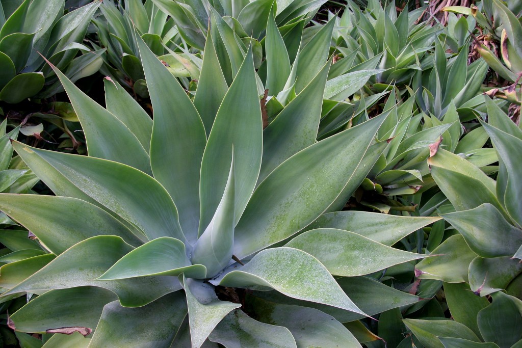 An agave plant