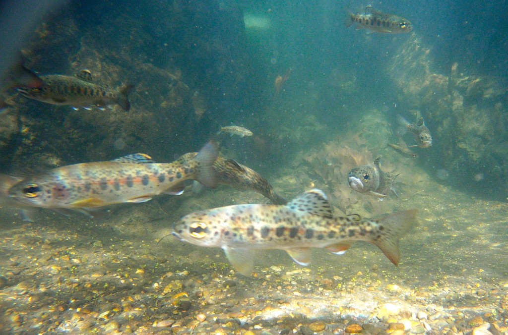 Steelhead swim in a local creek