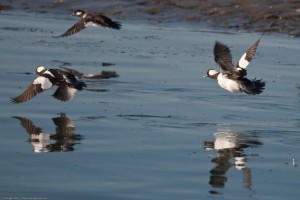 Buffleheads on the bay