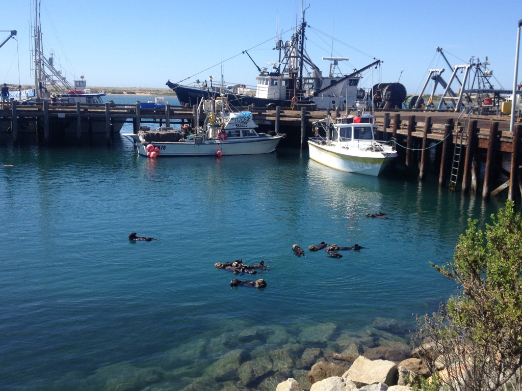 A raft of sea otters floats near shore