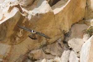 Photo of peregrine falcon in flight near Morro Rock by Kevin Cole