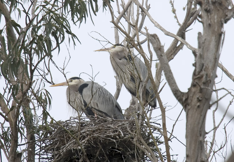 Great Blue Heron pair on nest in Morro Bay