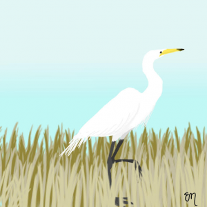 Eva Moylan's illustration, "The Great Egret"
