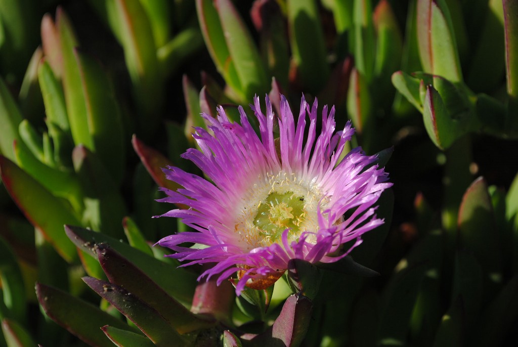 Ice plant