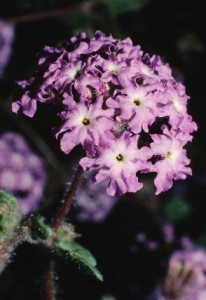 Sand verbena