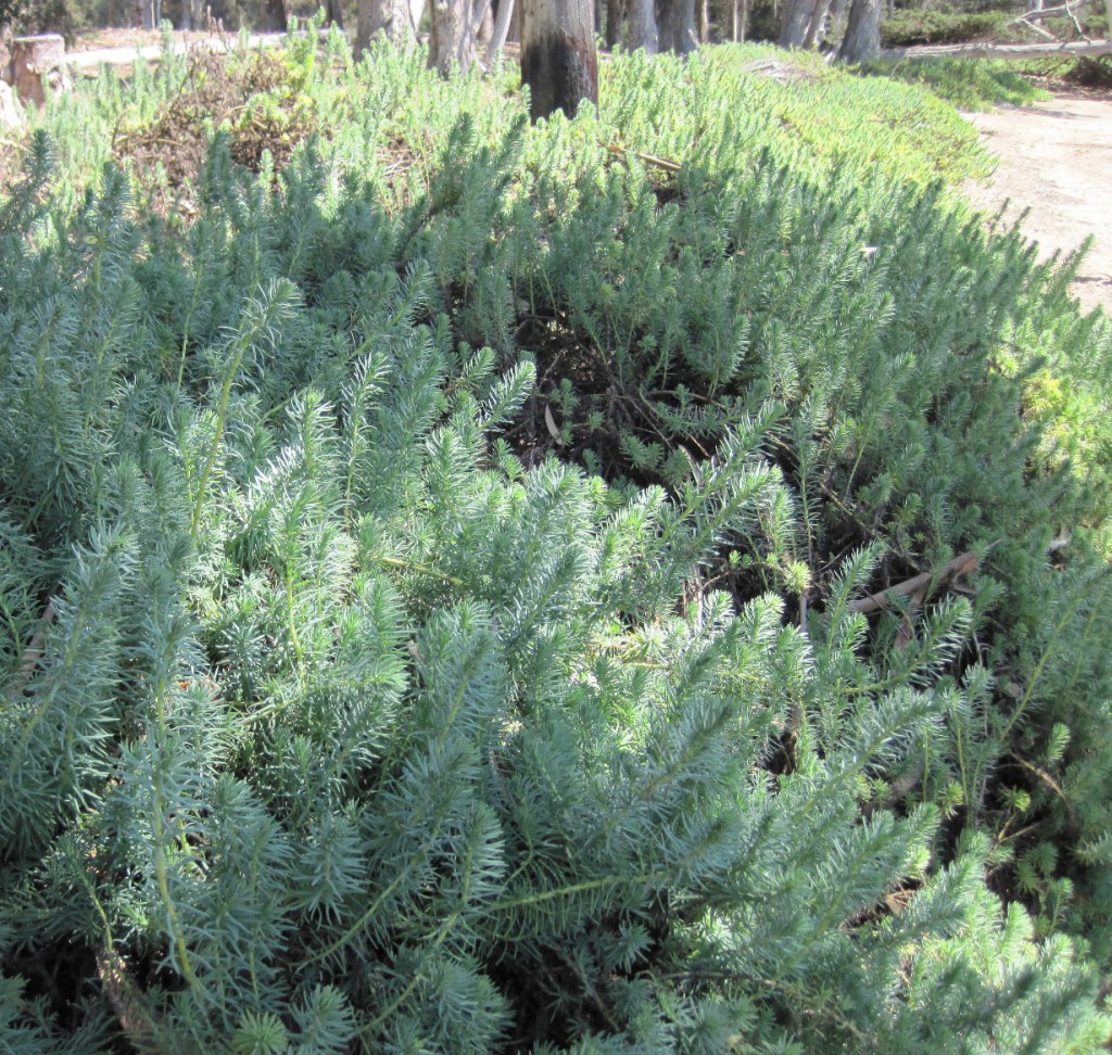 Seablite growing in Morro Bay