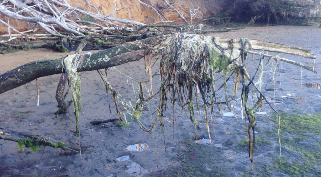 Eelgrass wrack