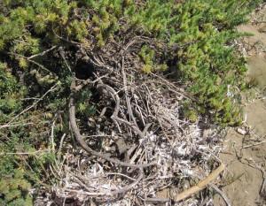 Seablite grows near eelgrass wrack at Windy Cove.