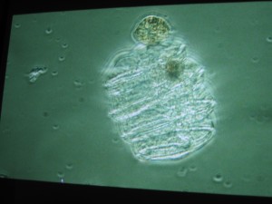 A picture of plankton captured at the scope’s 400X phase setting—pretty impressive! Photograph courtesy of the Morro Bay Natural History Museum.