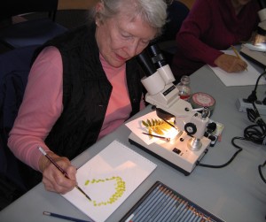 An artist tries her hand at creating an image of a fern during Barb Renshaw’s Sketching through the Scope class. Photograph courtesy of the Morro Bay Natural History Museum.