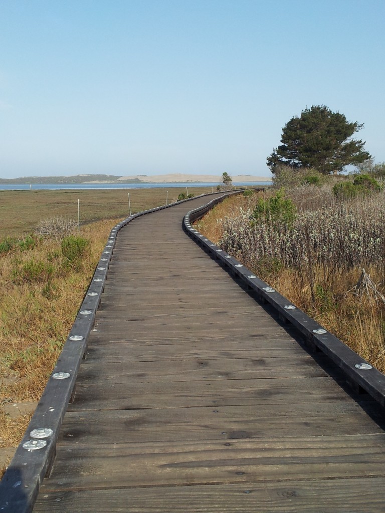 This boardwalk path takes you through the salt marsh at Morro Bay State Park.
