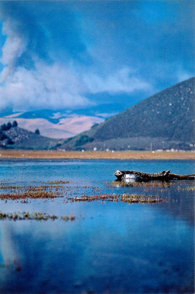 A harbor seal rests in the bay, beneath a sky full of smoke. Photograph by Ruth Ann Angus, August, 1994.