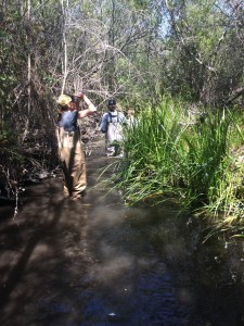 Estuary Program staff walk through Chorro Creek, looking at the stream bed and vegetation. Umbrella sedge (Cyperus eragorstis Lam.) lines the stream banks.