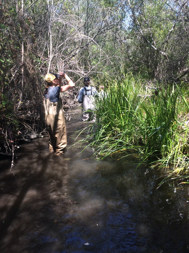 Estuary Program staff walk through Chorro Creek, looking at the stream bed and vegetation. Umbrella sedge (Cyperus eragorstis Lam.)  lines the stream banks.